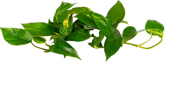 Epipremnum Aureum | Pothos Gold | 8