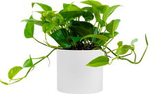 Jade Pothos (M)