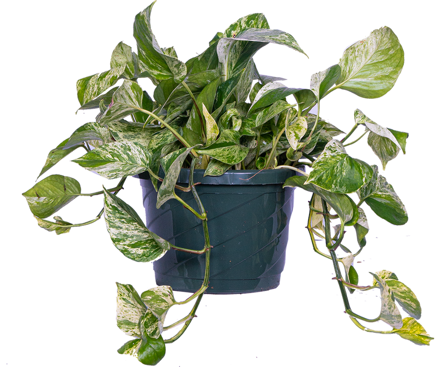 Epipremnum | Pothos Marble Queen (L)