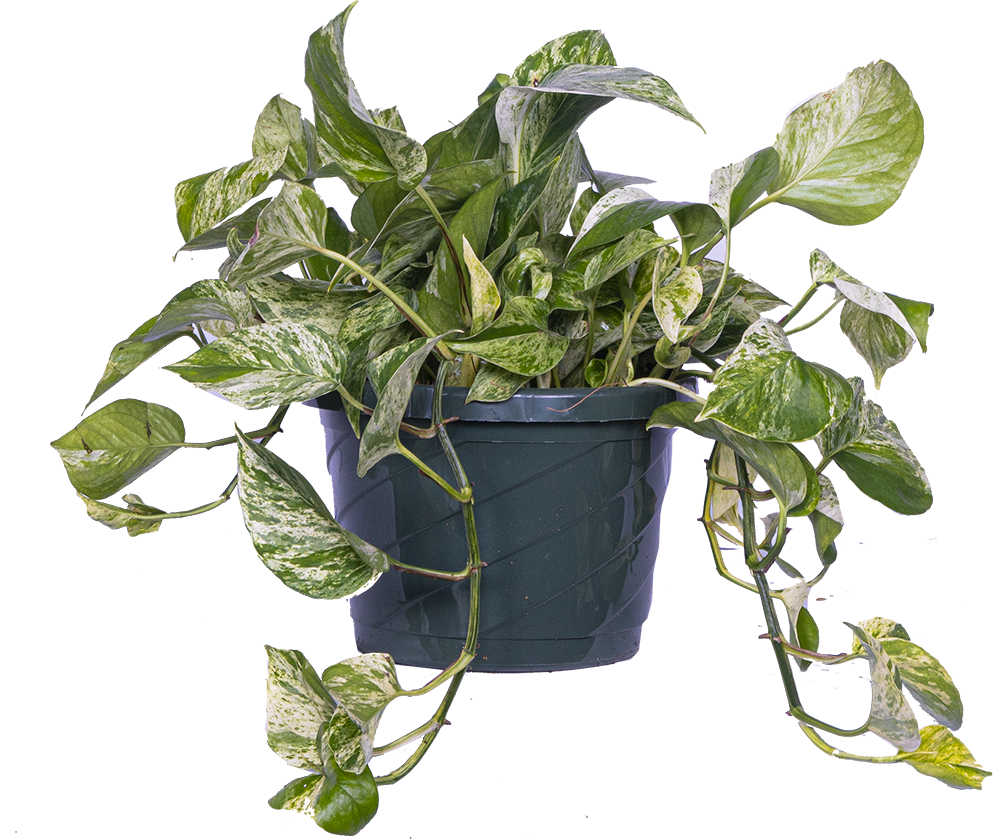 Epipremnum | Pothos Marble Queen (L)