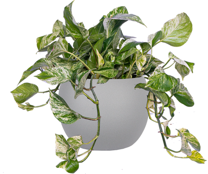 Epipremnum | Pothos Marble Queen (L)