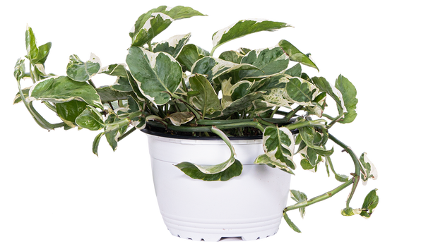 pothos jade and pearl care Pothos Jade Pearl | 6" Pot | Easy Care Houseplant