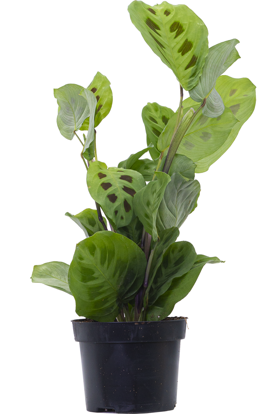 Maranta Kerchoveana | Green Prayer Plant (M)