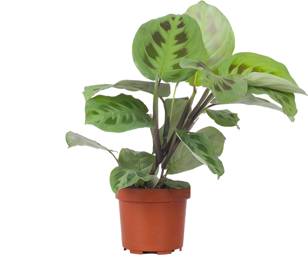 calathea kerchoveana Maranta Kerchoveana | Green Prayer Plant | 4