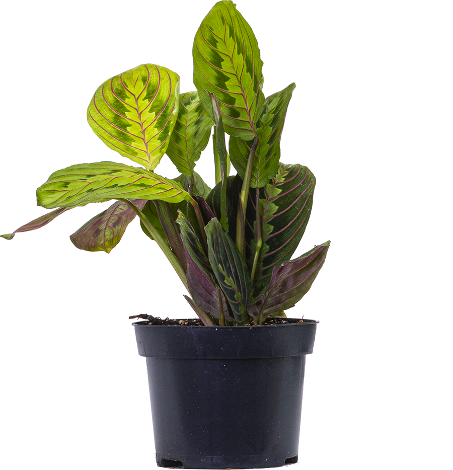 Maranta Leuconeura | Red Prayer Plant (M)