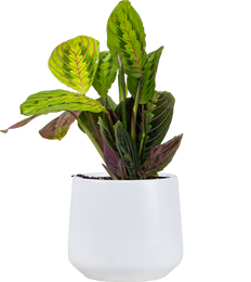 Maranta Leuconeura | Red Prayer Plant (M)