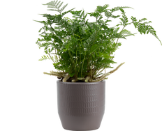 Davallia Fejeensis | Rabbits Foot Fern (S)