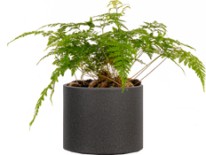 Davallia Fejeensis | Rabbits Foot Fern (M)