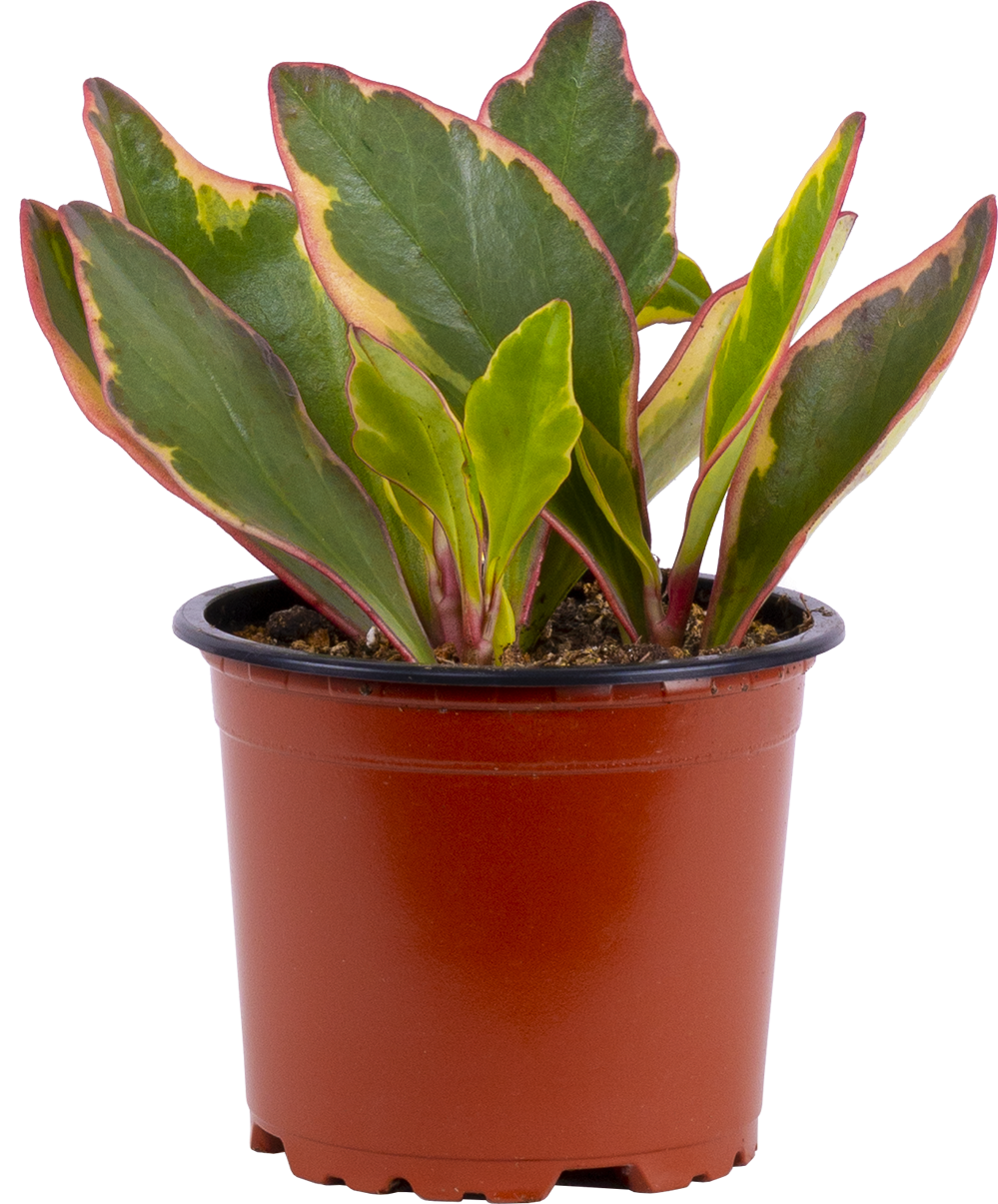 Peperomia clusiifolia 'Ginny' | Rainbow (S)