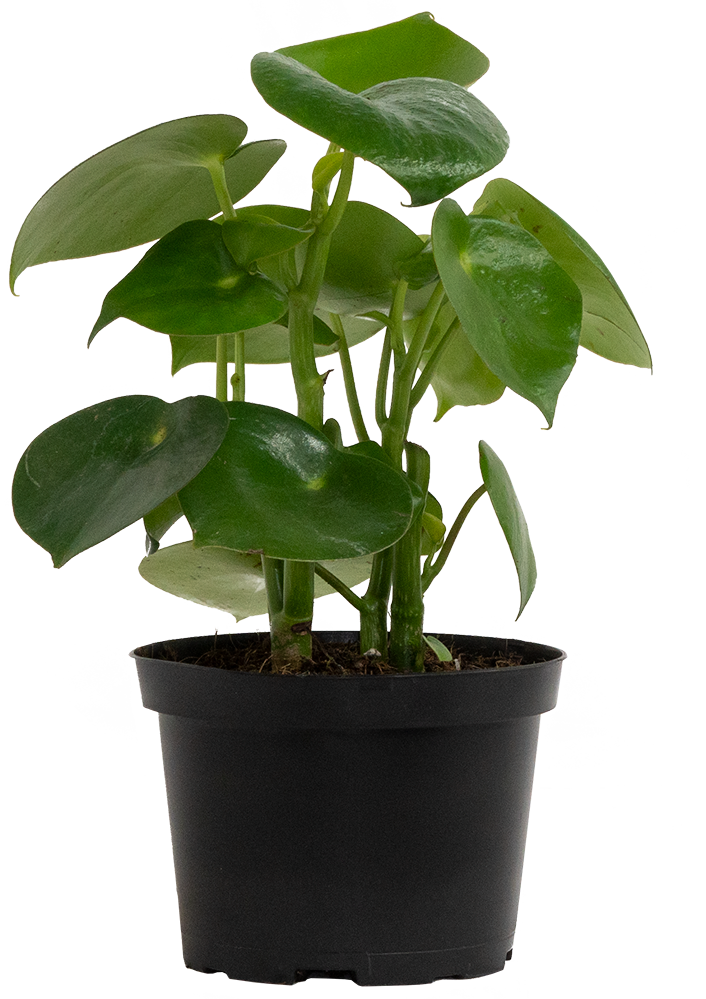 Peperomia Polybotrya | Raindrop Peperomia (M)