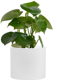 Peperomia Polybotrya | Raindrop Peperomia (M)