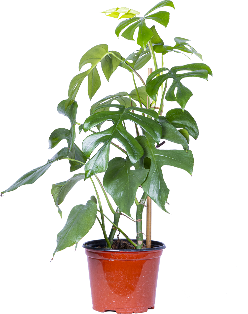 Rhaphidophora Tetrasperma | Mini Monstera Ginny (M)