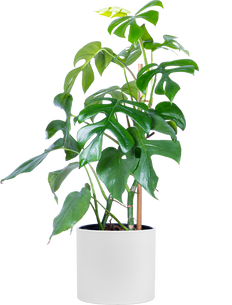 Rhaphidophora Tetrasperma | Mini Monstera Ginny (M)