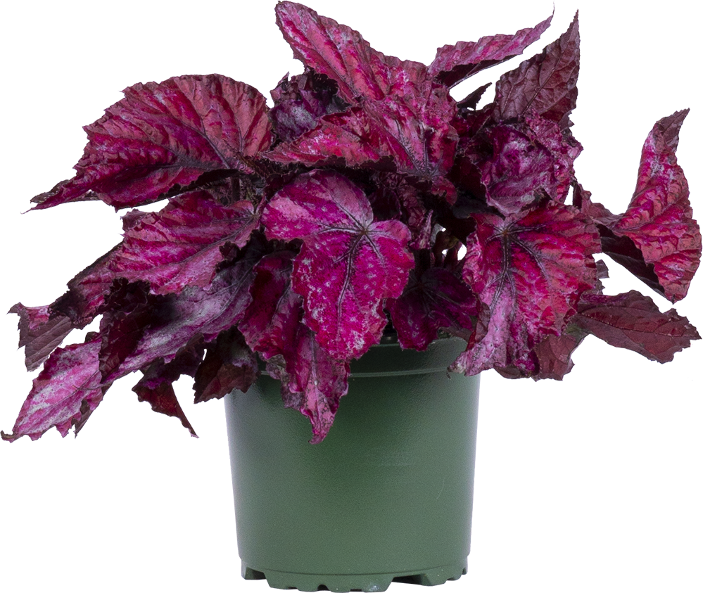 Begonia Rex Assorted | Painted Leaf (S)