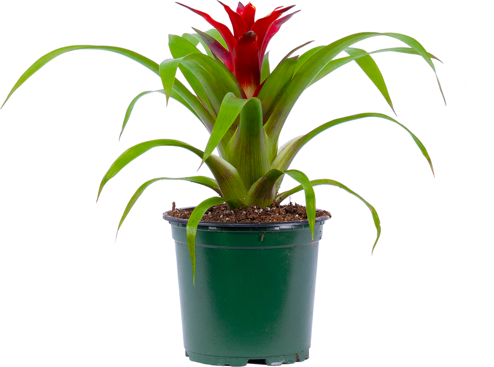 Guzmania Hope Red | Bromeliad (S)