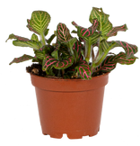 Nerve Plant | Fittonia Albivenis (XS)
