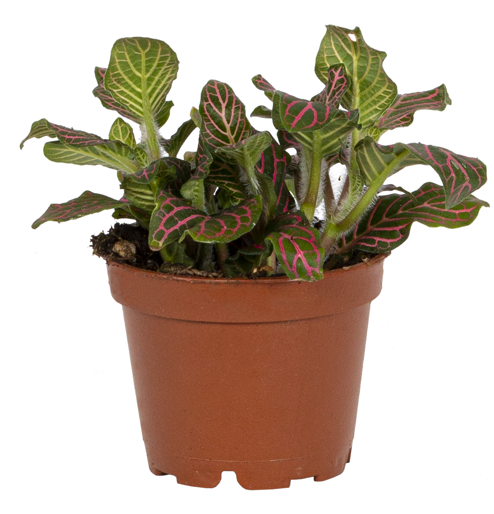 Nerve Plant | Fittonia Albivenis (XS)