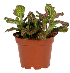 Nerve Plant | Fittonia Albivenis (XS)