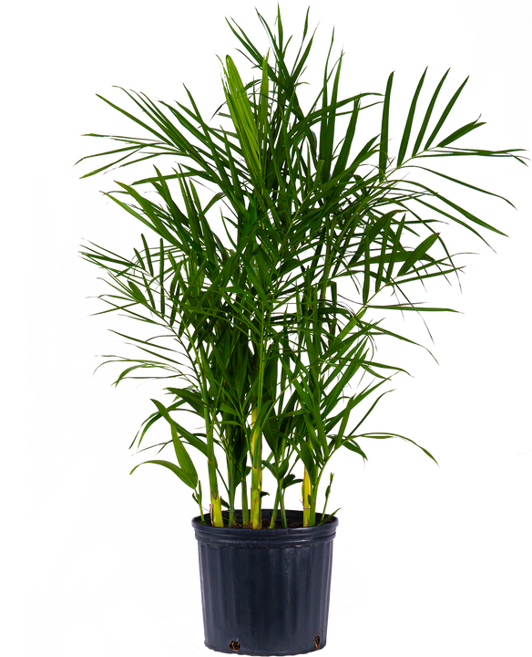 Chamaedorea Seifrizi | Reed Palm (XL)