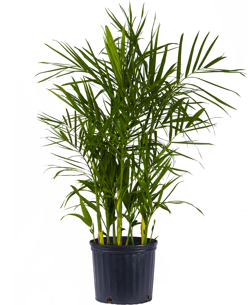 Chamaedorea Seifrizi | Reed Palm (XL)