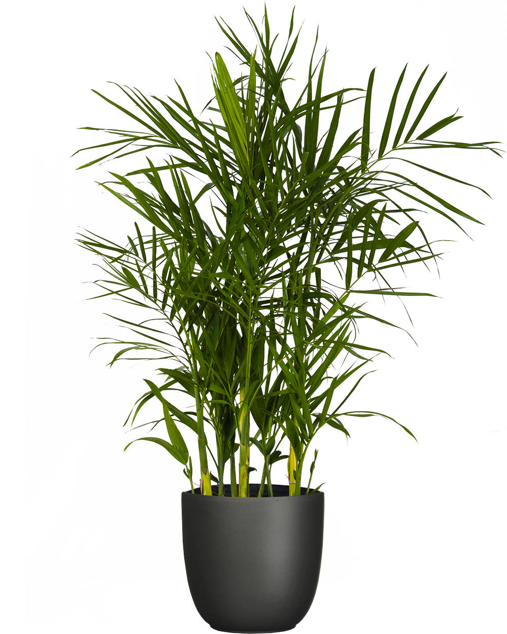 parlor palm too much light Parlor Palm (Chamaedorea elegans)  Elegant, Low-Light, Air-Purifying  The  Garland Guy