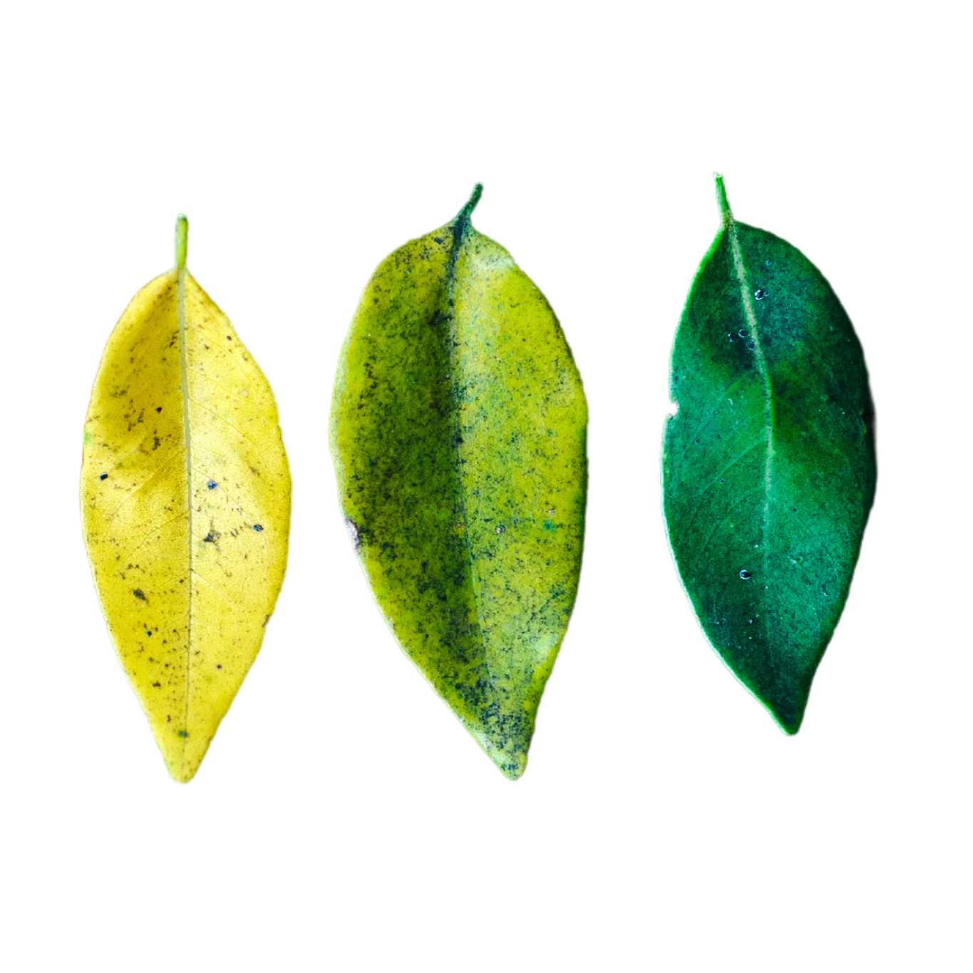 Rescue Plant Size (M) or 2x (S)