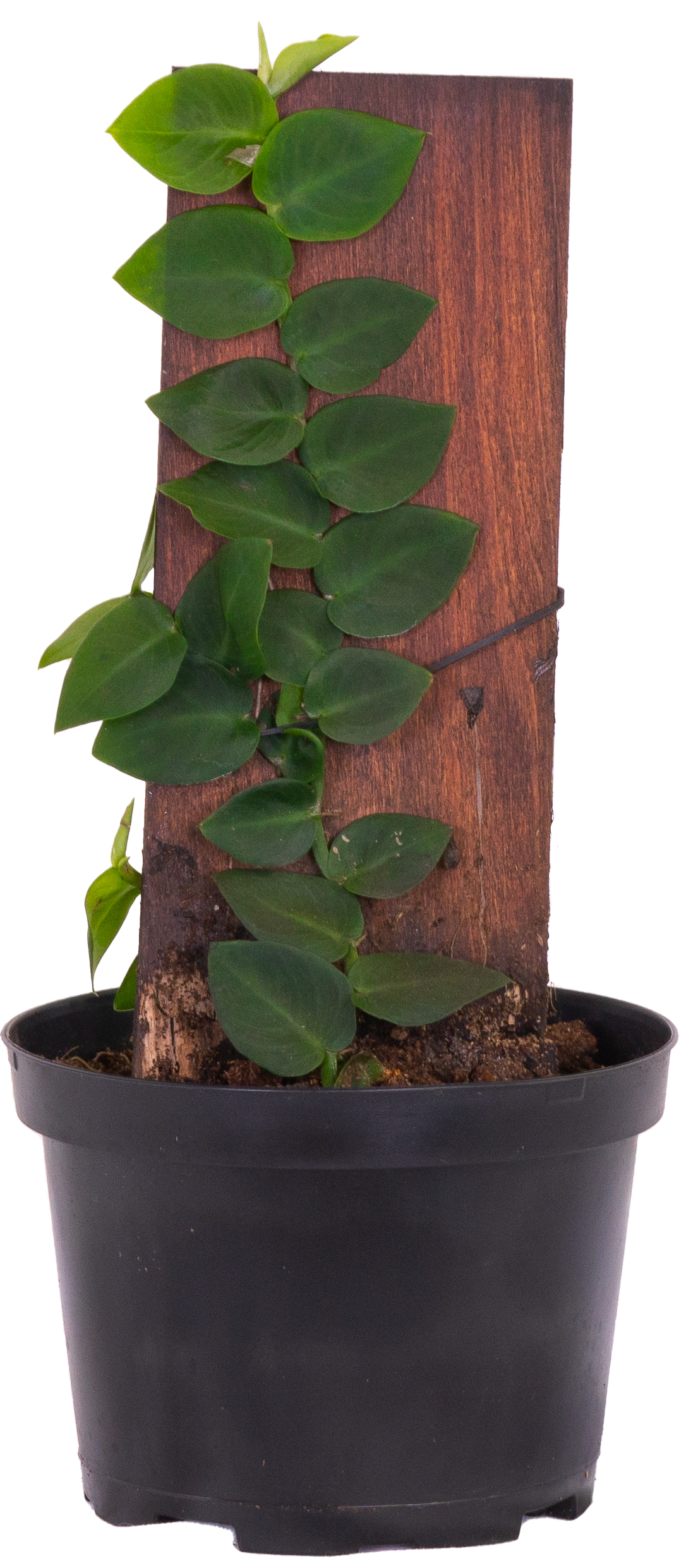 Rhaphidophora Korthalsii | Shingle Plant (M)