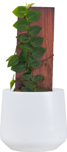 Rhaphidophora Korthalsii | Shingle Plant (M)