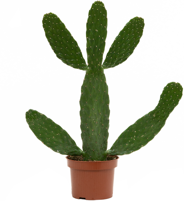 kill a cactus Consolea Rubescens | Road Kill Cactus | 6