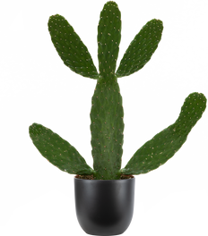 Consolea Rubescens | Road Kill Cactus (M)