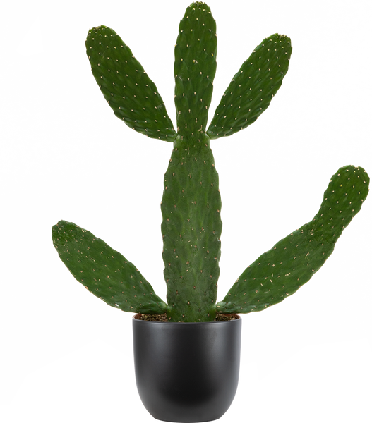 road kill kaktus Consolea Rubescens | Road Kill Cactus | 6