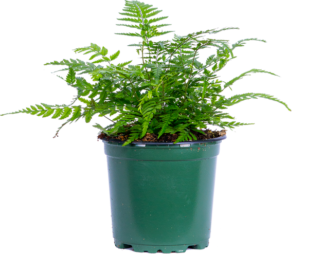 Polystichum Tsus-Simense | Korean Rock Fern | 4