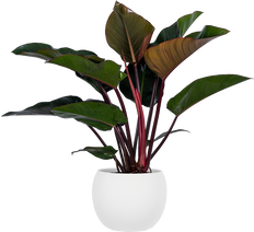 philodendron imperial red gondozása Philodendron Imperial Red | 10" Pot | Easy Care Houseplant