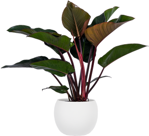 philodendron for sale canada Philodendron Rojo Congo | 22.5" Pot | Easy Care Houseplant