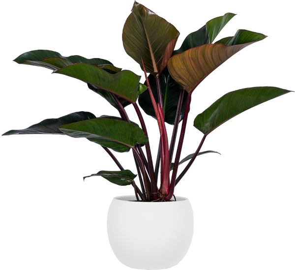 philodendron congo wiki Philodendron Rojo Congo | 22.5" Pot | Easy Care Houseplant