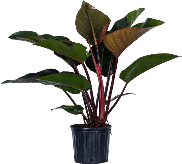buy philodendron online canada Philodendron Rojo Congo | 22.5" Pot | Easy Care Houseplant