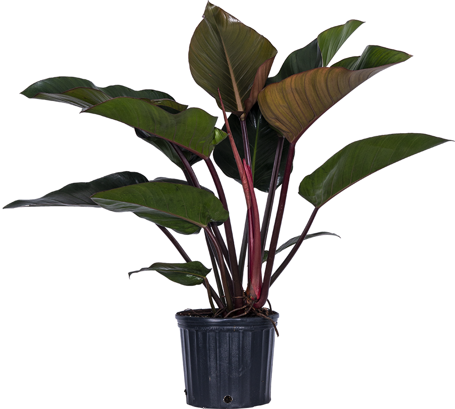Philodendron Rojo Congo (L)