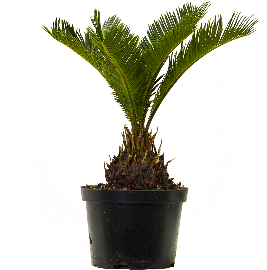 Cycas Revoluta | Sago Palm (M)