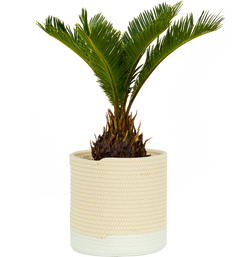 Cycas Revoluta | Sago Palm (M)