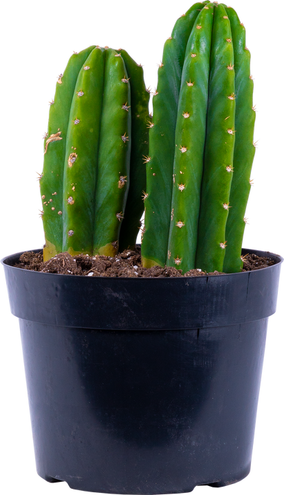 Trichocereus Pachanoi | Duo San Pedro Cactus (L)
