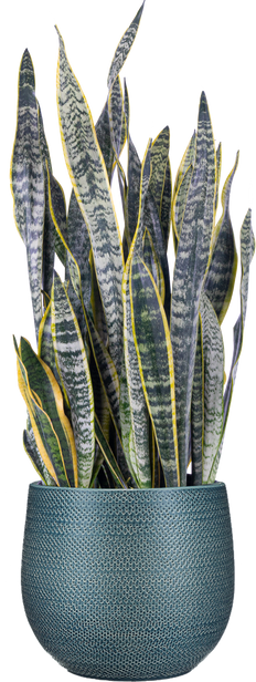 Sansevieria Laurentii | Snake Plant (XL)