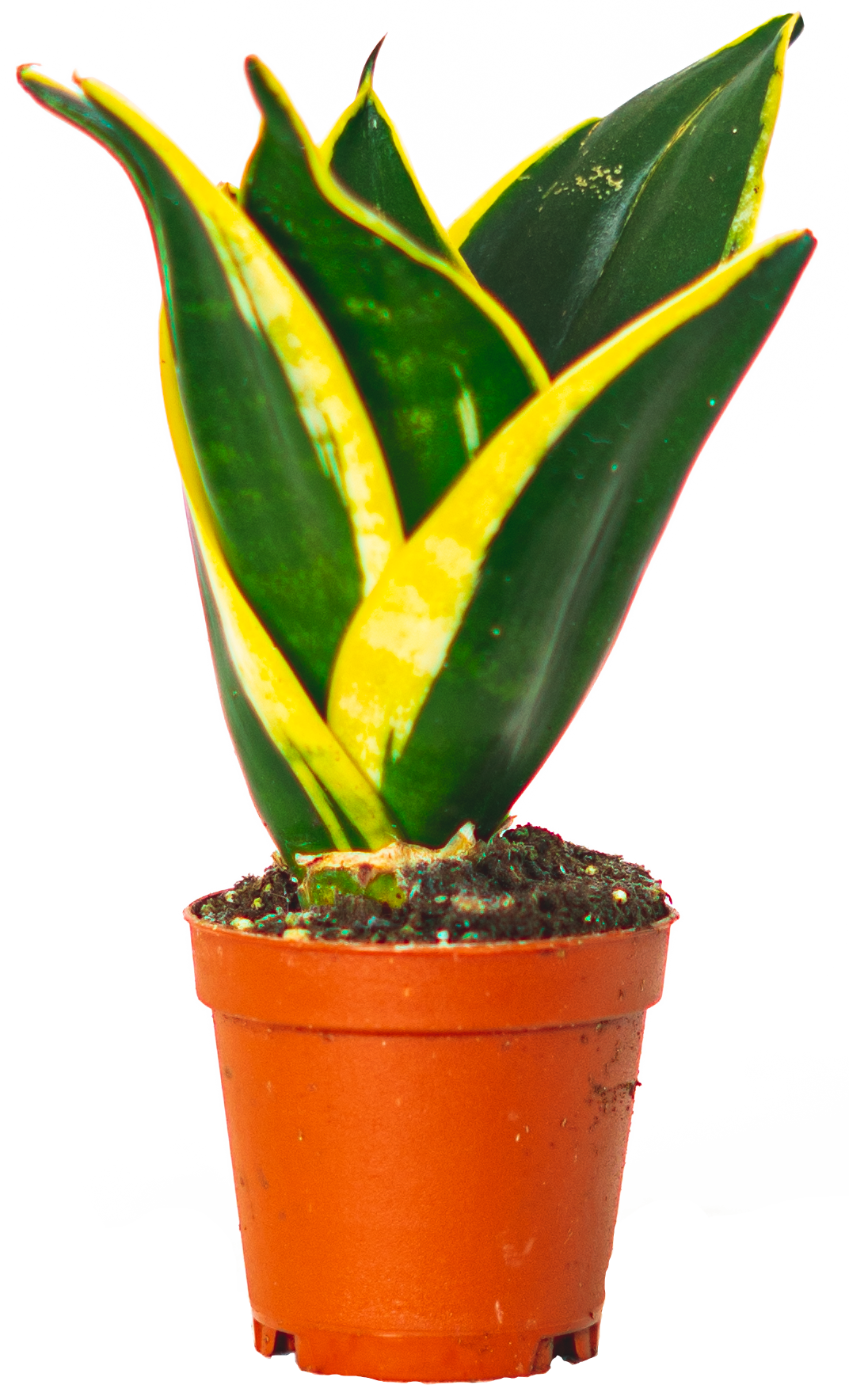 Sansevieria Black Gold Hahnii | Birds Nest Snake Plant (XS)