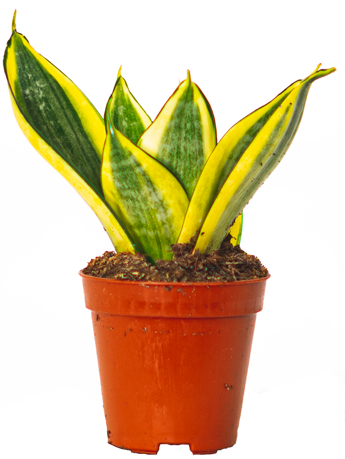 Sansevieria Golden Hahnii | Birds Nest Snake Plant (XS)