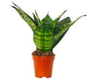 Sansevieria Jade Hahnii | Birds Nest Snake Plant (XS)