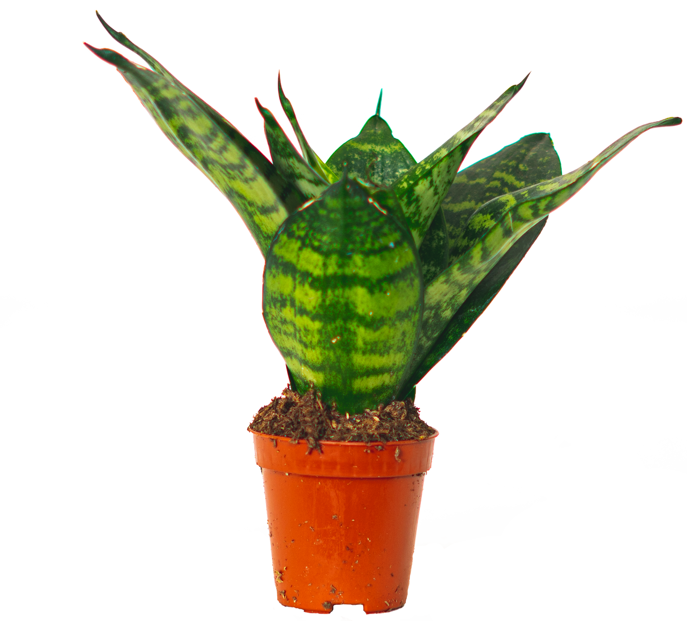 Sansevieria Jade Hahnii | Birds Nest Snake Plant (XS)