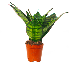 Sansevieria Jade Hahnii | Birds Nest Snake Plant (XS)