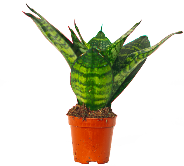 sansevieria birds nest jade Sansevieria Jade Hahnii | Birds Nest Snake Plant | 2.5