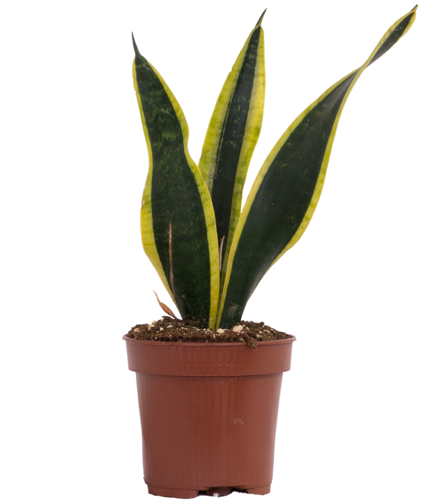 Sansevieria Trifasciata | Black Gold Snake (S)