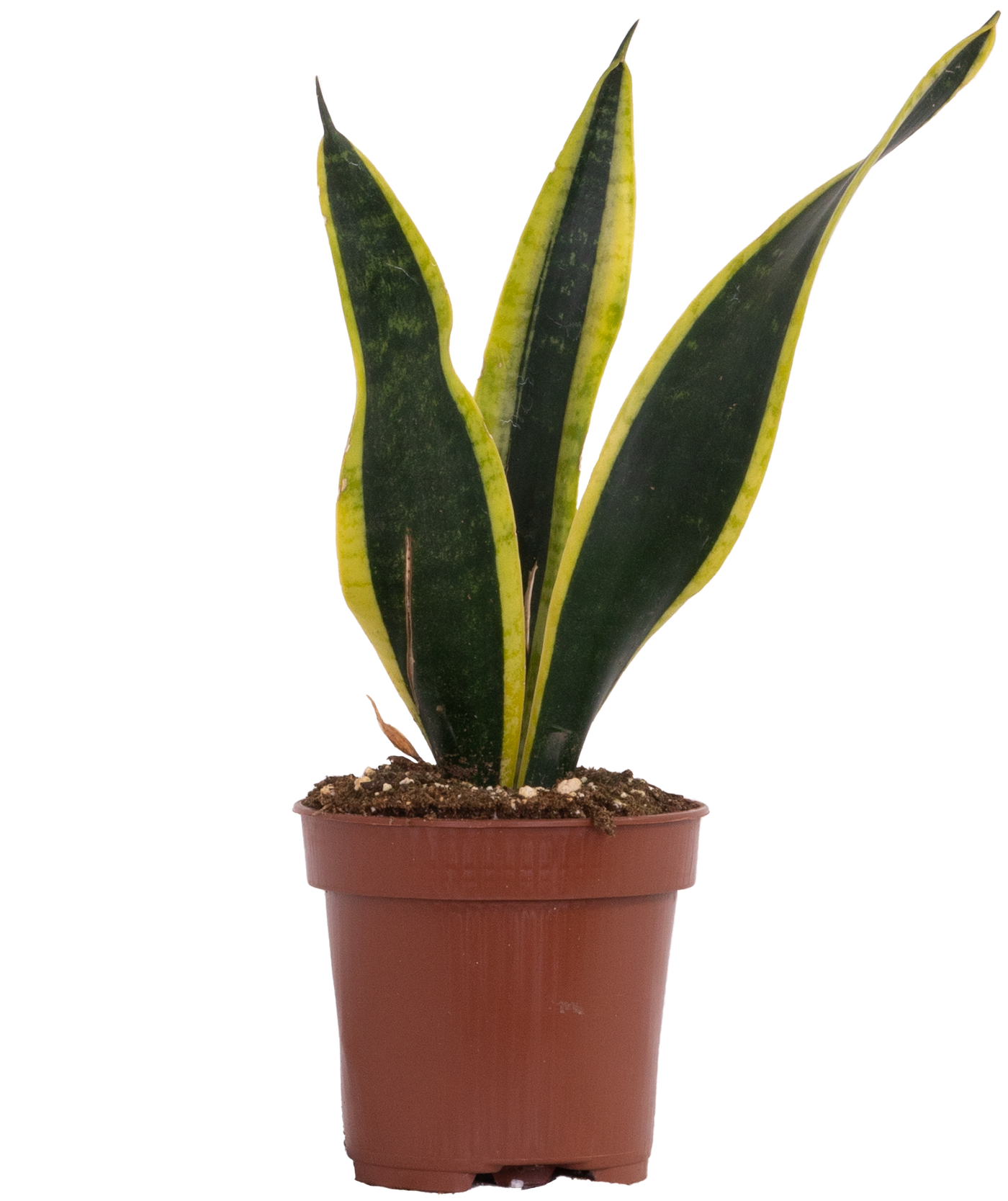Sansevieria Trifasciata | Black Gold Snake (S)