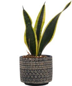 Sansevieria Trifasciata | Black Gold Snake (S)